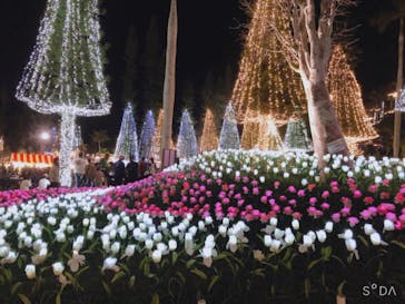 美らヤシパークオキナワ・東南植物楽園に投稿された画像（2020/12/26）