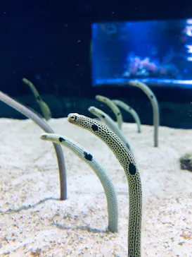 すみだ水族館に投稿された画像（2020/12/26）