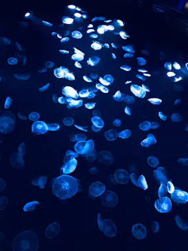 すみだ水族館に投稿された画像（2020/12/26）