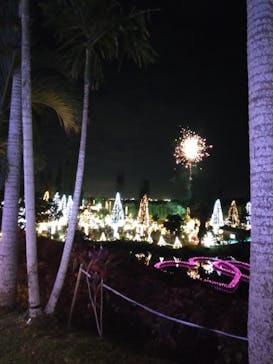 美らヤシパークオキナワ・東南植物楽園に投稿された画像（2020/12/26）