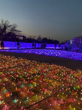 よみうりランド 遊園地に投稿された画像（2020/12/26）