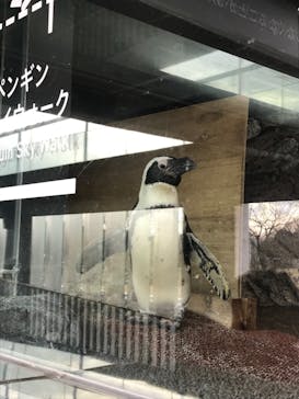京都水族館に投稿された画像（2020/12/26）