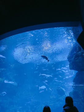 京都水族館に投稿された画像（2020/12/26）