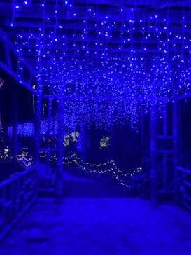 美らヤシパークオキナワ・東南植物楽園に投稿された画像（2020/12/26）