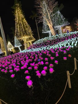 美らヤシパークオキナワ・東南植物楽園に投稿された画像（2020/12/26）