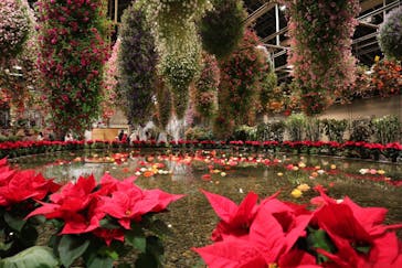 なばなの里に投稿された画像（2020/12/26）