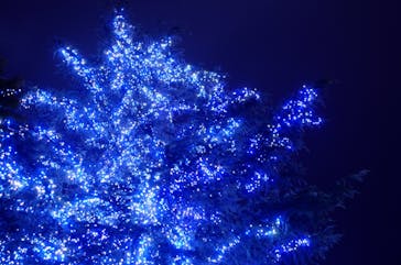 なばなの里に投稿された画像（2020/12/26）