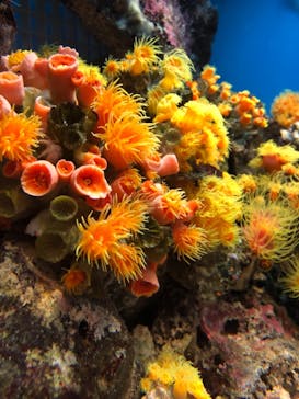 しながわ水族館に投稿された画像（2020/12/26）