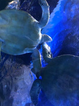 しながわ水族館に投稿された画像（2020/12/26）