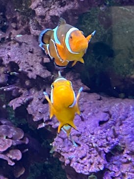 サンシャイン水族館に投稿された画像（2020/12/26）