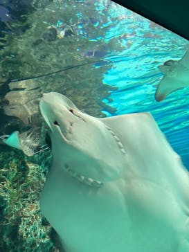 サンシャイン水族館に投稿された画像（2020/12/26）