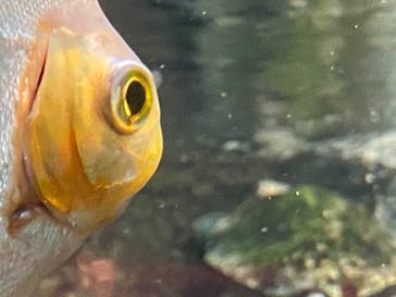 サンシャイン水族館に投稿された画像（2020/12/26）