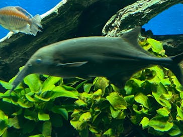 サンシャイン水族館に投稿された画像（2020/12/26）