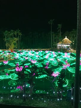 美らヤシパークオキナワ・東南植物楽園に投稿された画像（2020/12/26）