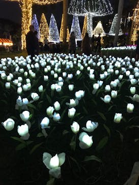 美らヤシパークオキナワ・東南植物楽園に投稿された画像（2020/12/26）