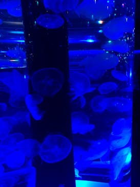 マクセル アクアパーク品川に投稿された画像（2020/12/26）