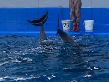 大分マリーンパレス水族館 「うみたまご」に投稿された画像（2020/12/26）