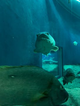 大分マリーンパレス水族館 「うみたまご」に投稿された画像（2020/12/26）