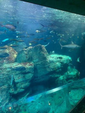 大分マリーンパレス水族館 「うみたまご」に投稿された画像（2020/12/26）