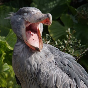 神戸どうぶつ王国に投稿された画像（2020/12/26）