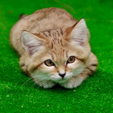 神戸どうぶつ王国に投稿された画像（2020/12/26）