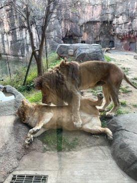 天王寺動物園に投稿された画像（2020/12/27）