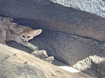 神戸どうぶつ王国に投稿された画像（2020/12/27）