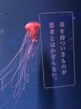 京都水族館に投稿された画像（2020/12/27）