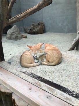 神戸どうぶつ王国に投稿された画像（2020/12/27）