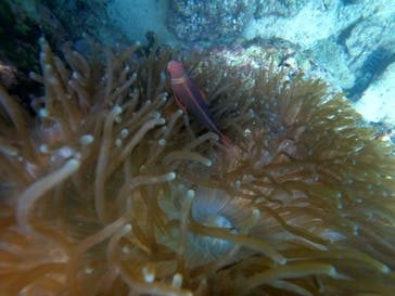 武藤潜水に投稿された画像（2020/12/27）