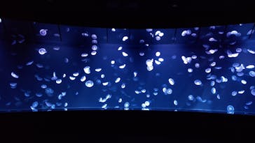 サンシャイン水族館に投稿された画像（2020/12/27）
