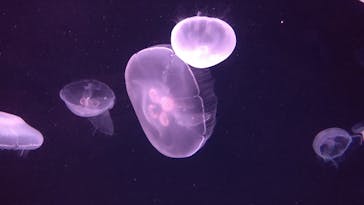 サンシャイン水族館に投稿された画像（2020/12/27）