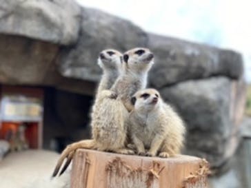 秋吉台自然動物公園 サファリランドに投稿された画像（2020/12/27）