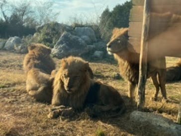 秋吉台自然動物公園 サファリランドに投稿された画像（2020/12/27）