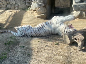 東武動物公園に投稿された画像（2020/12/27）