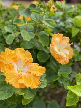 おきなわワールドに投稿された画像（2020/12/27）