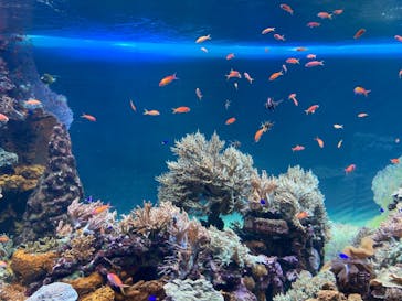 サンシャイン水族館に投稿された画像（2020/12/27）