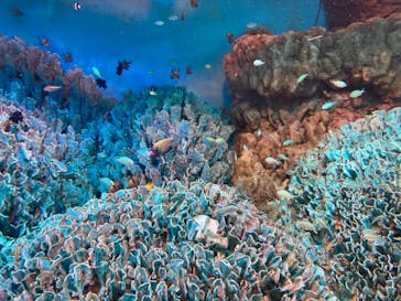 サンシャイン水族館に投稿された画像（2020/12/27）