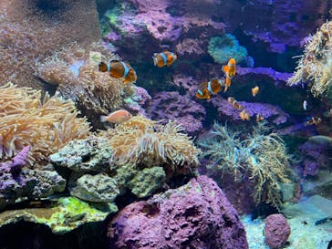 サンシャイン水族館に投稿された画像（2020/12/27）