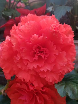 富士花鳥園に投稿された画像（2020/12/27）