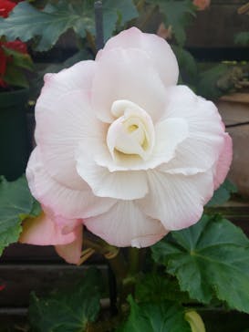 富士花鳥園に投稿された画像（2020/12/27）