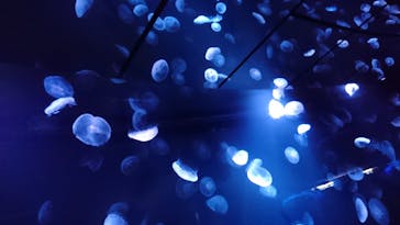 サンシャイン水族館に投稿された画像（2020/12/27）