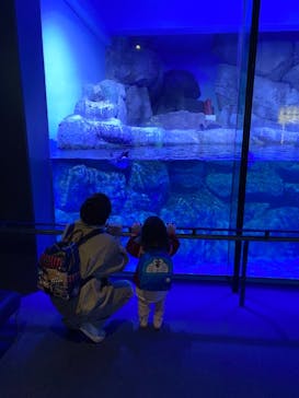 横浜・八景島シーパラダイスに投稿された画像（2020/12/24）