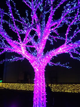 東京メガイルミに投稿された画像（2020/12/27）