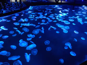 すみだ水族館に投稿された画像（2020/12/27）