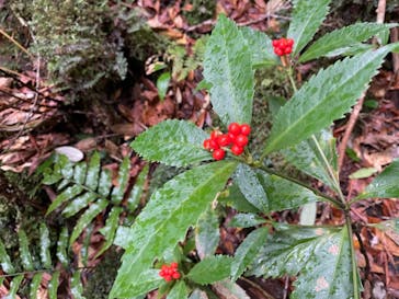 屋久島ガイド21EC-Kに投稿された画像（2020/12/27）