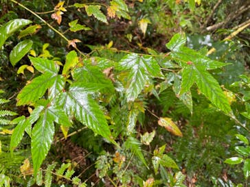 屋久島ガイド21EC-Kに投稿された画像（2020/12/27）