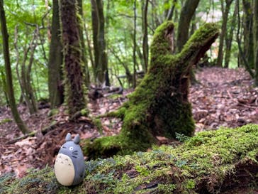 屋久島ガイド21EC-Kに投稿された画像（2020/12/27）