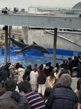 大分マリーンパレス水族館 「うみたまご」に投稿された画像（2020/12/27）