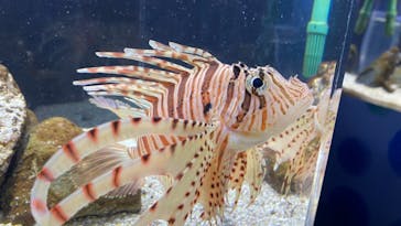 京都水族館に投稿された画像（2020/12/27）